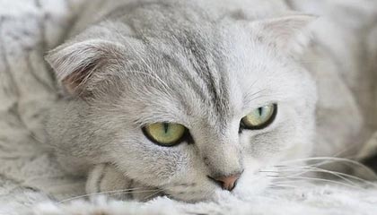 开云中国大陆-刚果完成惊天逆袭，力挫瑞典晋级，刚果 刚果共和国