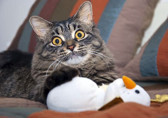 五大联赛是否更多利用门将启动边路推进,五大联赛的规则