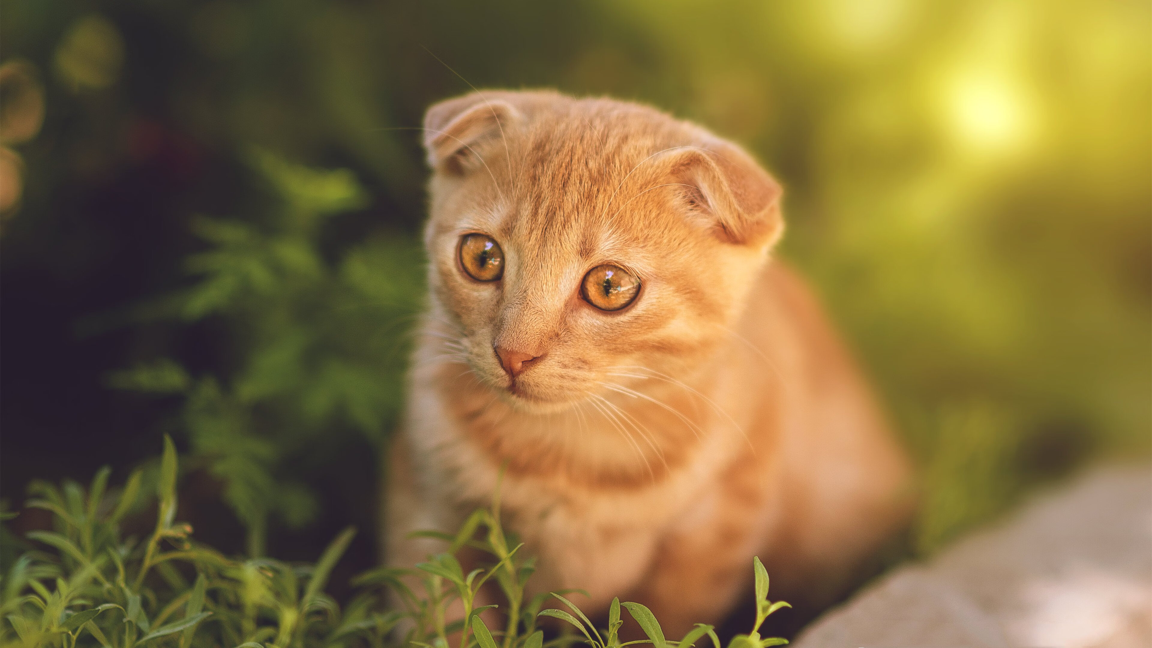 开云下载-利物浦以反击速度打穿密集防线，利物浦战术打法分析