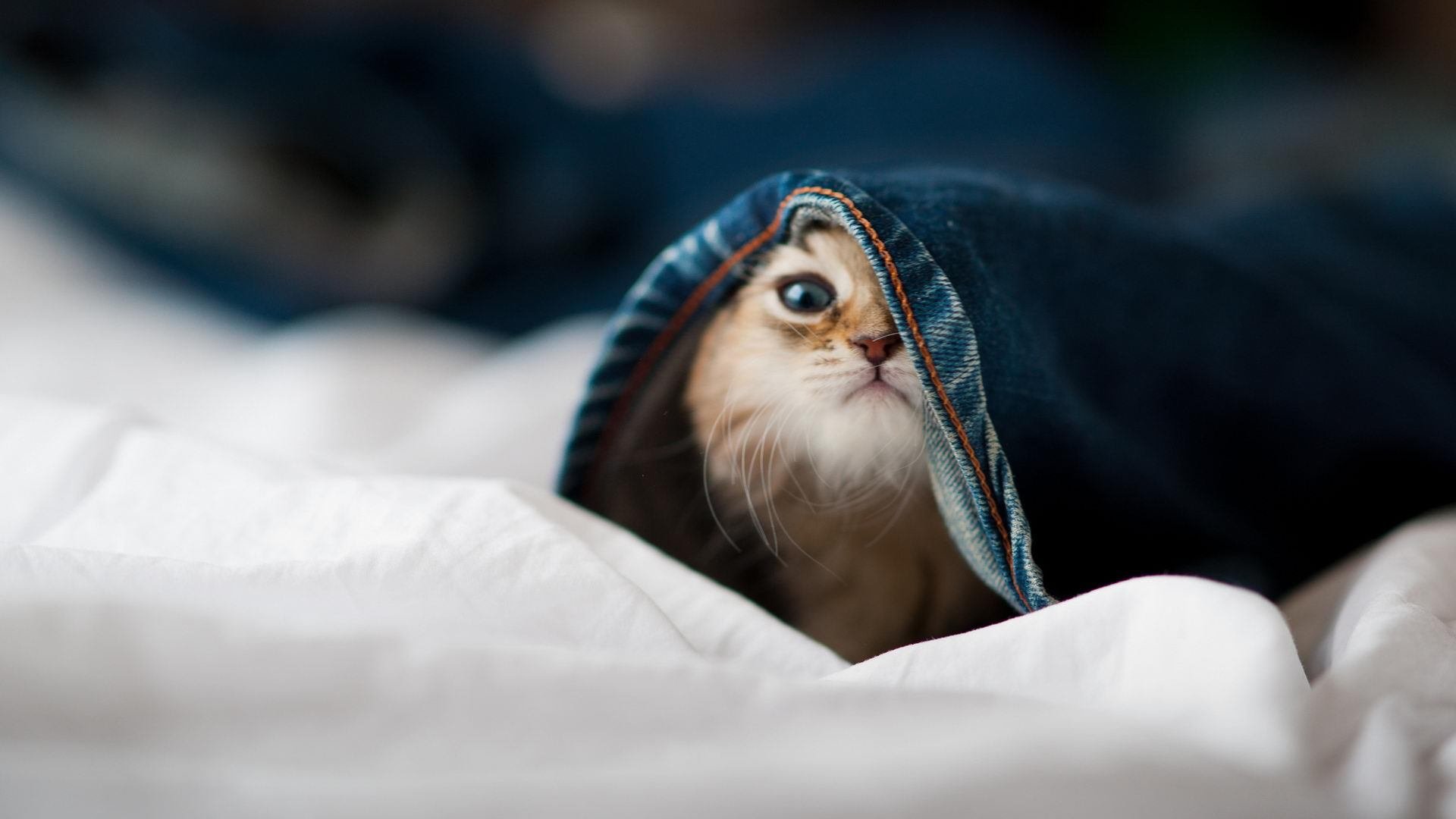 利物浦以反击速度打穿密集防线,利物浦战术打法分析