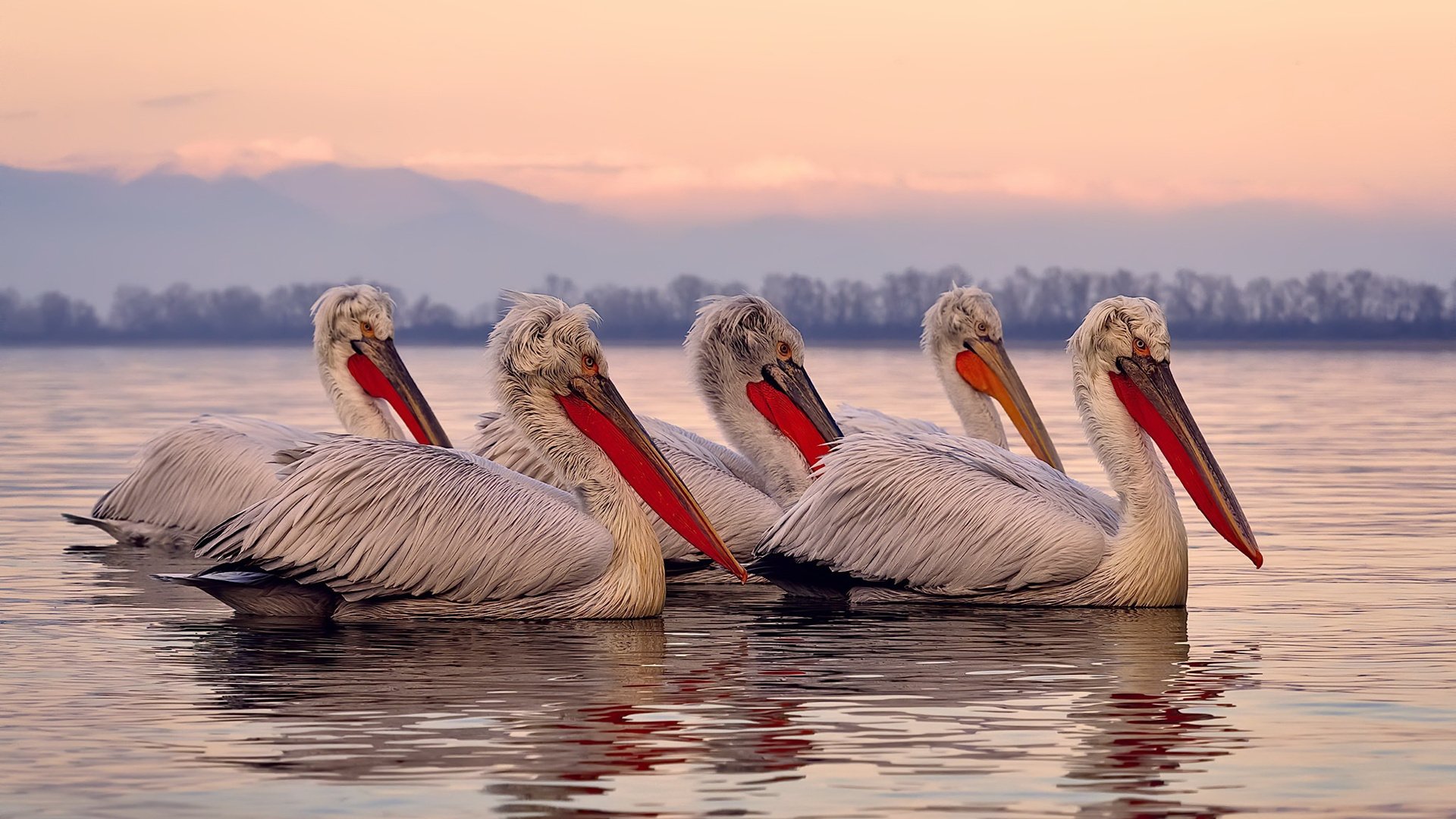 开云体育网页版入口-技术雷达图：中美选手蝶泳关键参数对照，蝶泳标准动作