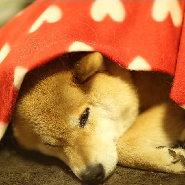 球队是否因场上球员触球次数分布调整战术重心,球员击球后可触及球网全长