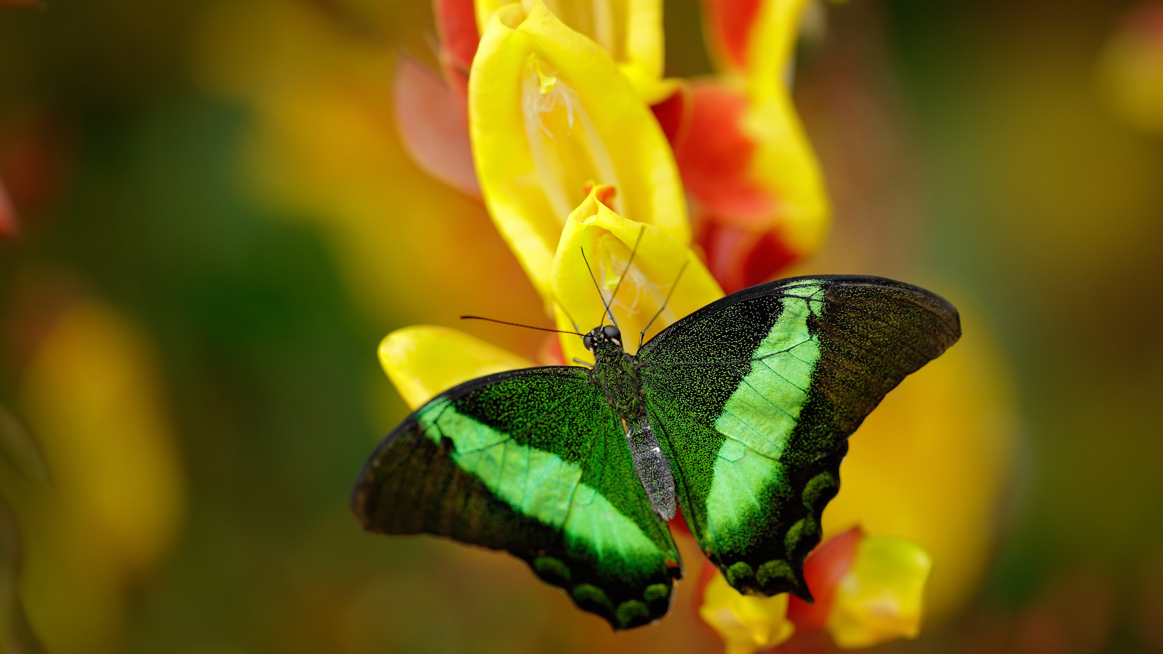 球队是否因场上球员触球次数分布调整战术重心,球员击球后可触及球网全长