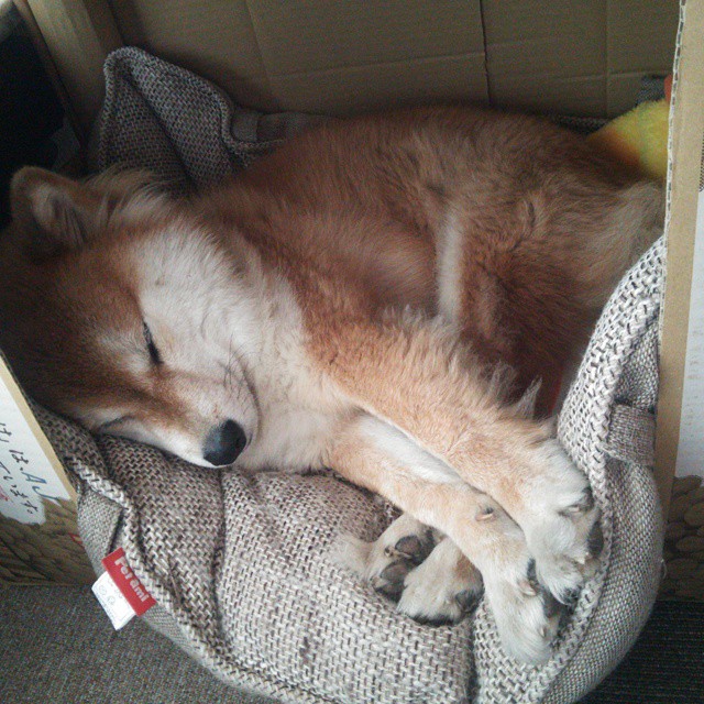 开云官网首页-美国队未来规划：如何借助国际赛事经验加速自身发展，科学家预测美国队几年后会削弱