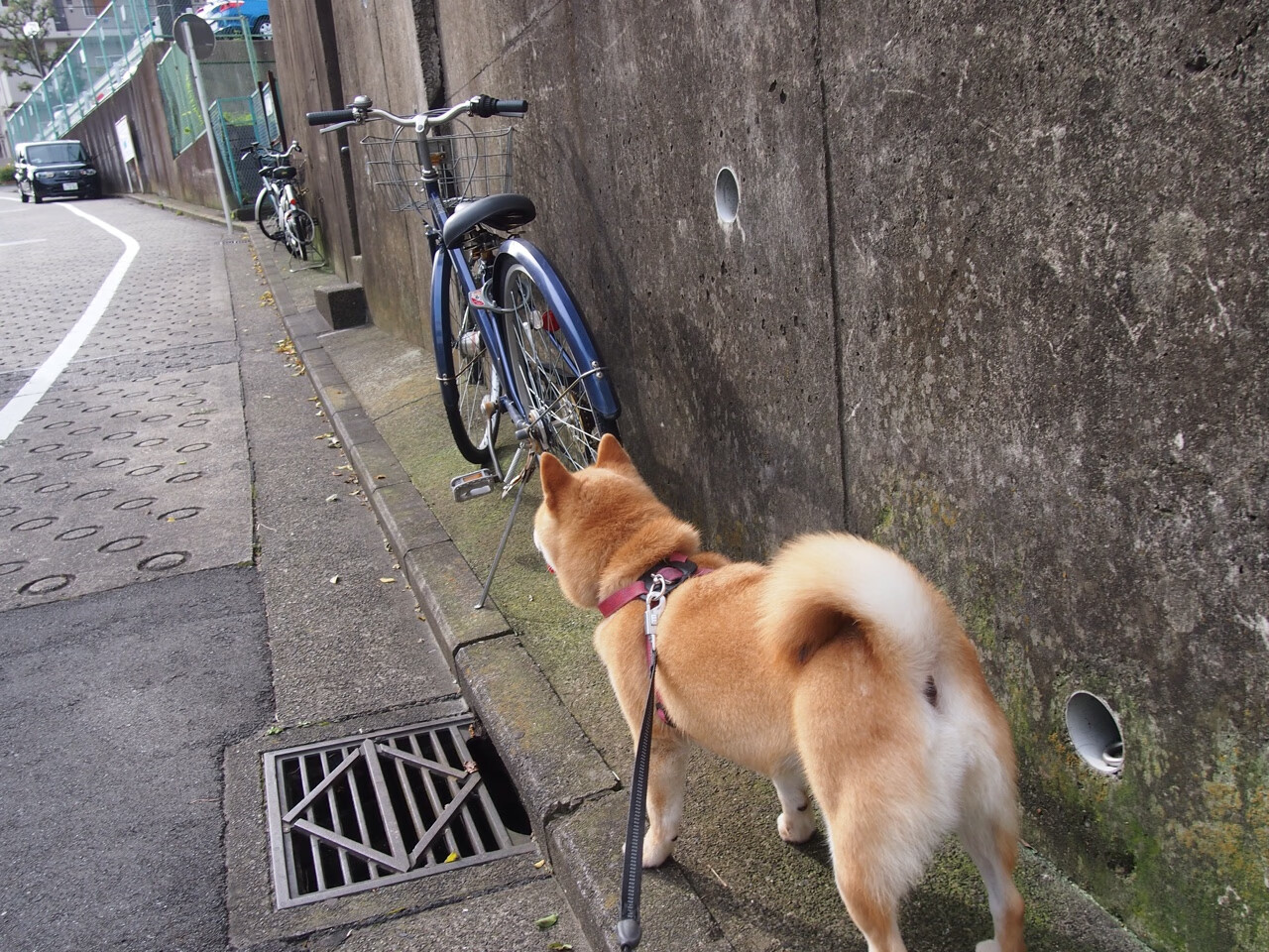 KAIYUNAPP-中甲联赛外援质量提升带动比赛整体技战术水平，中甲联赛外援规则