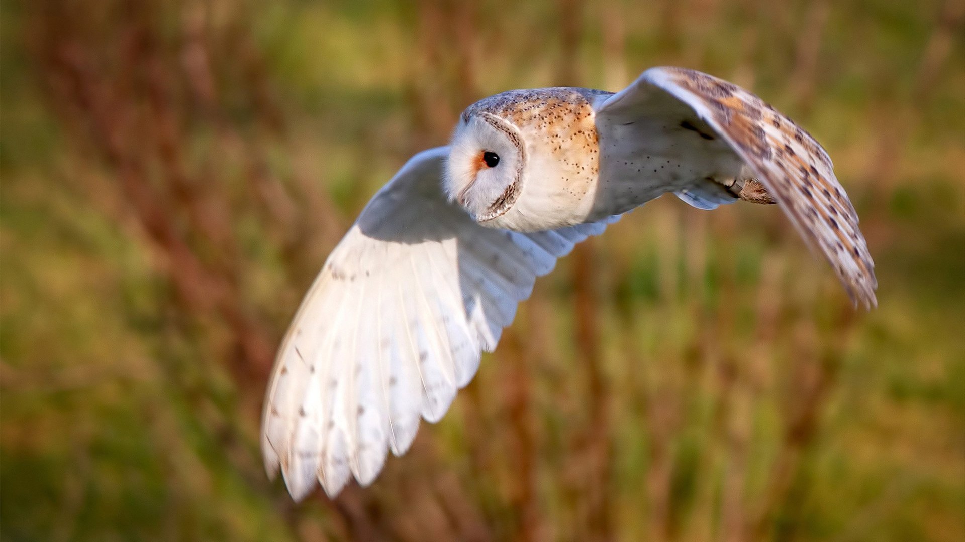 乌拉圭男篮在南美锦标赛中不断突破，期待奥运之旅，乌拉圭男篮nba球员名单