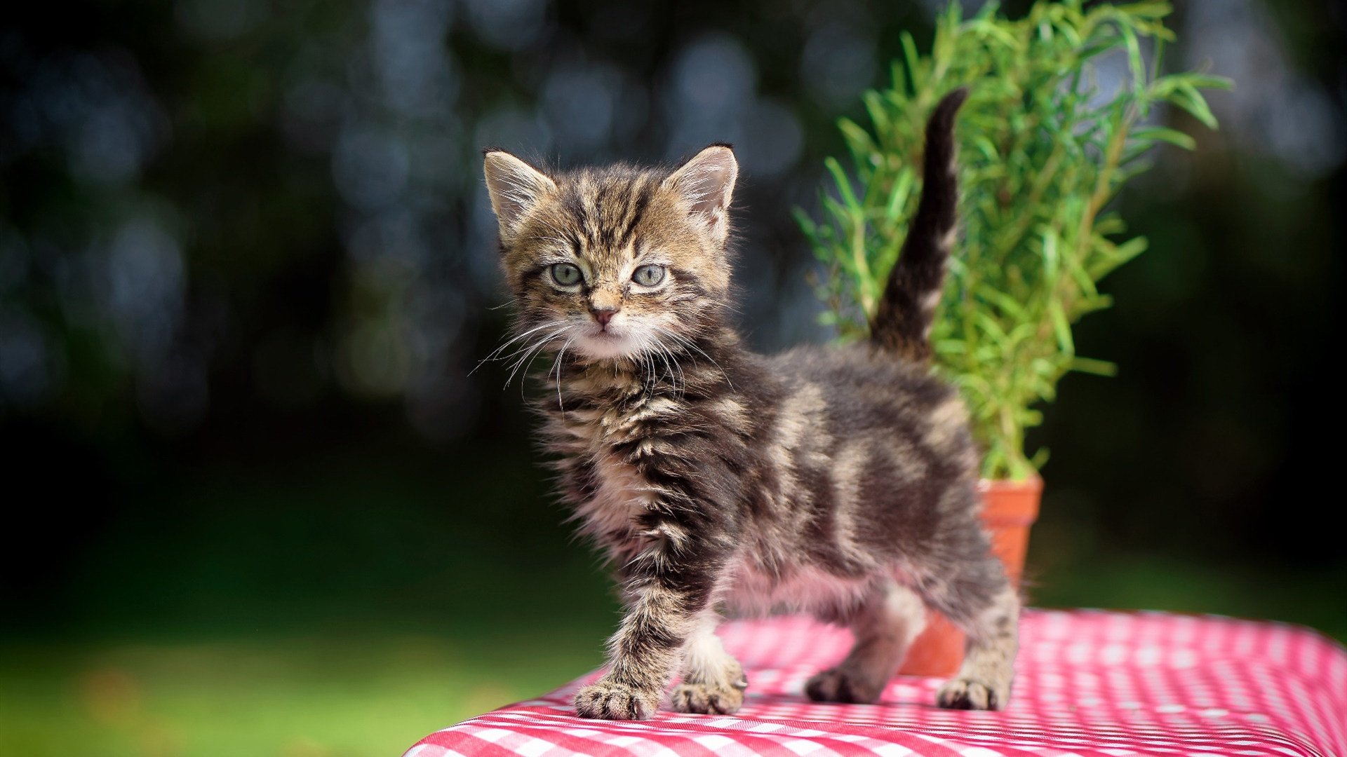 乌干达女篮在非洲锦标赛中奋勇突破，追逐更多荣誉，乌干达vs南非