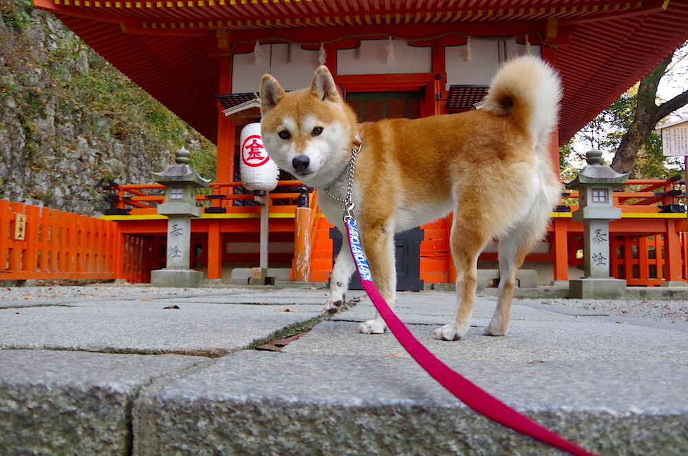 埃塞俄比亚男篮在非洲预赛中奋战,期待更好的未来