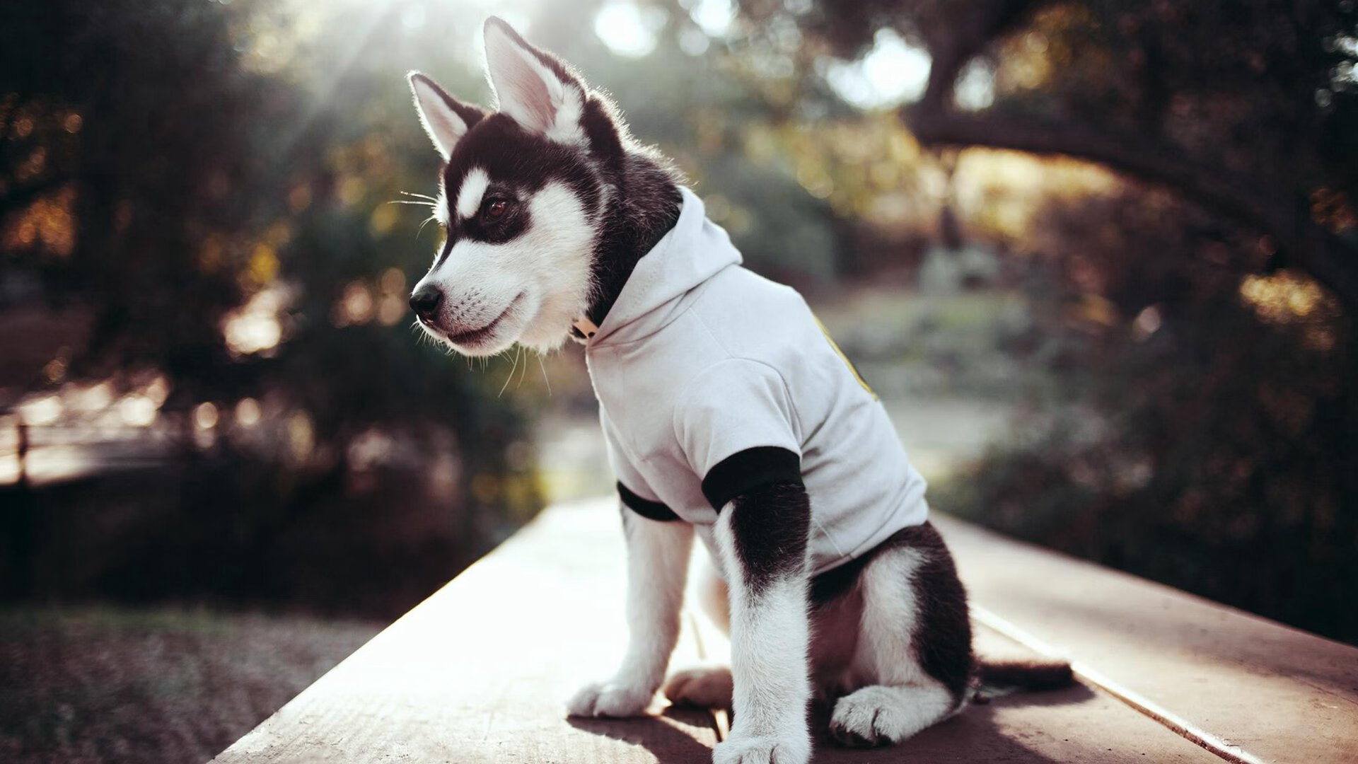 Kaiyun(中国)开云-尤文图斯引入关键中场，战斗力大幅提升