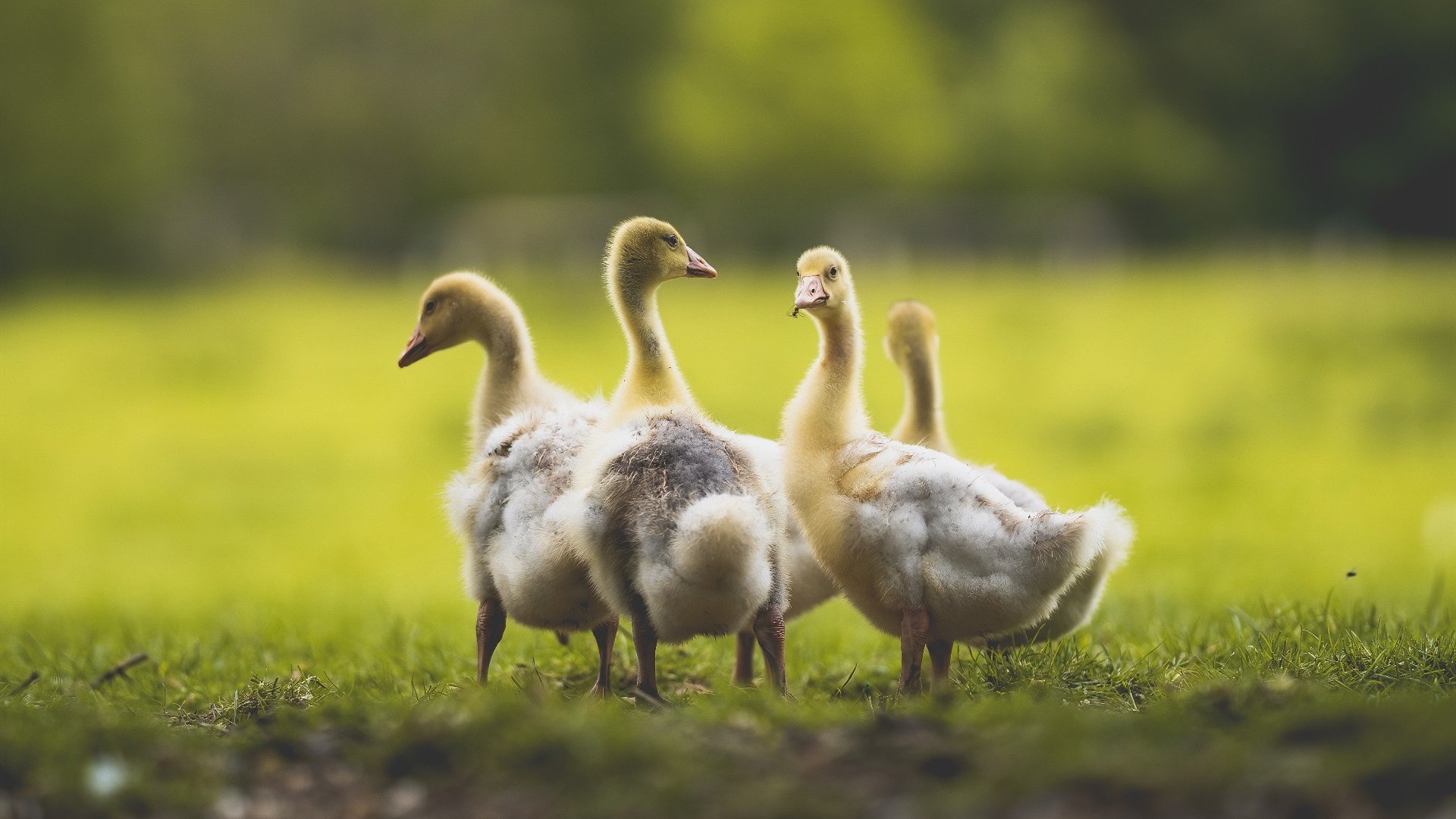 开云在线直播-德甲攻守对抗：精彩场面不断激烈！，德甲进攻型球队