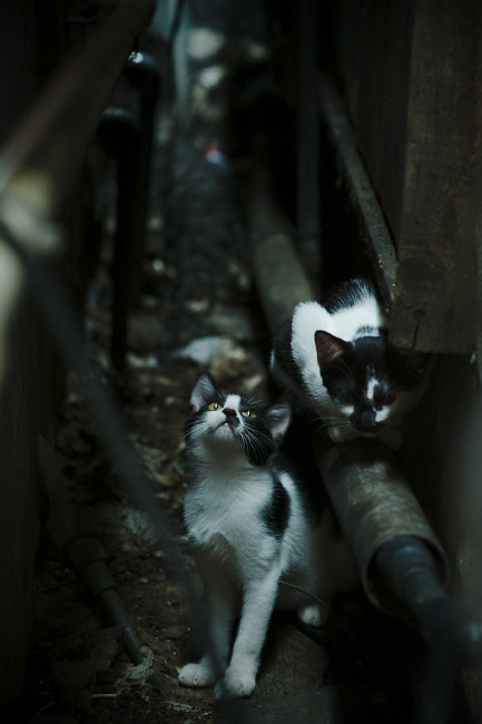 意甲动力无限：攻防转换精彩纷呈！，意甲动态