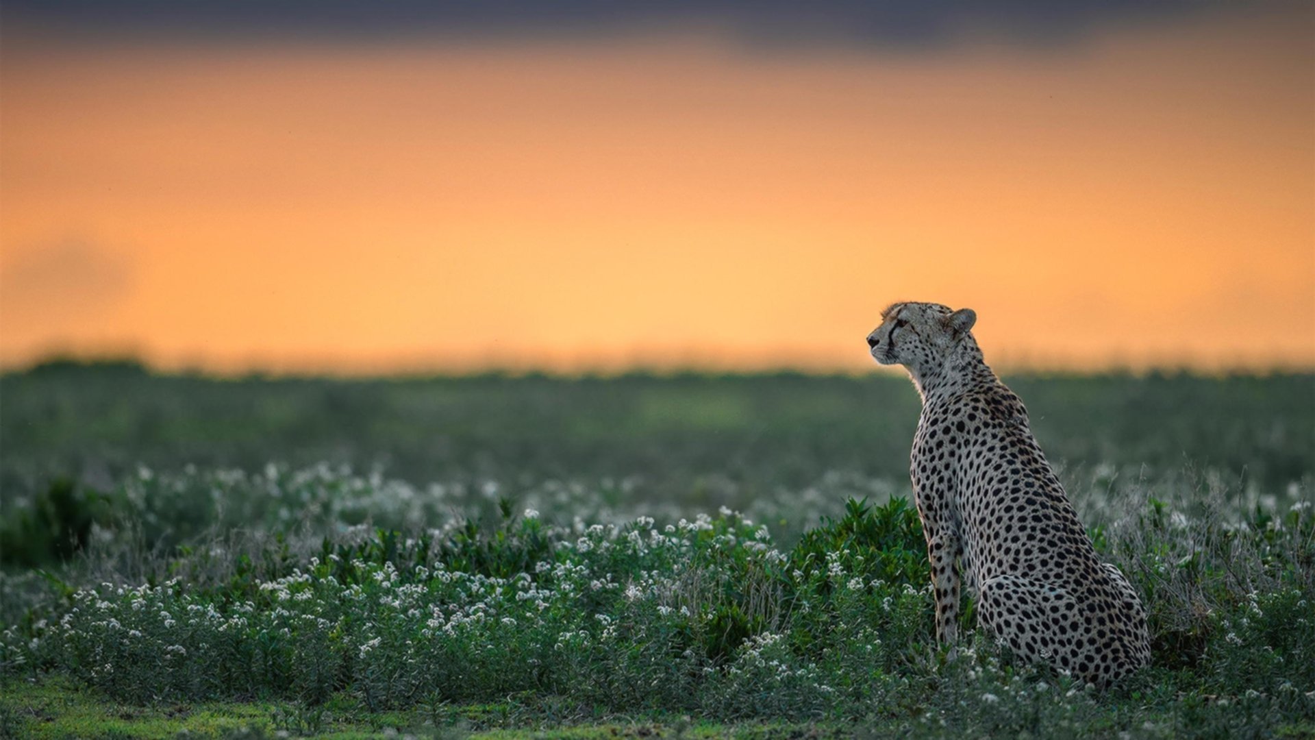 开云官网-篮球联赛视频分析服务面向基层教练开放，篮球培训视频