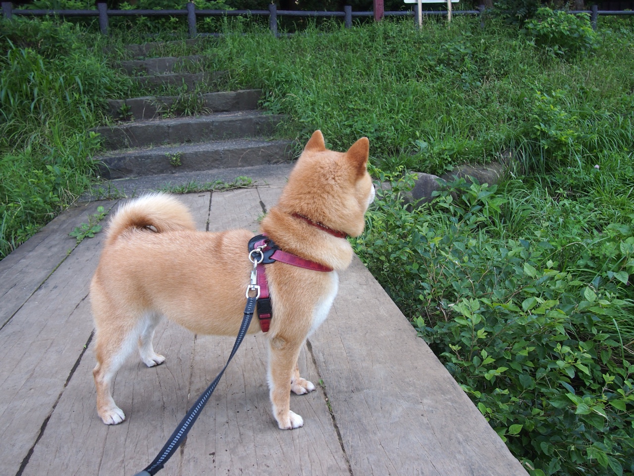 kaiyun.com-米兰双雄鏖战，争夺意甲冠军