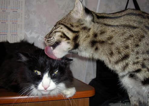 篮球馆运营模式创新引入夜训会员制提升资源利用率，篮球培训场馆